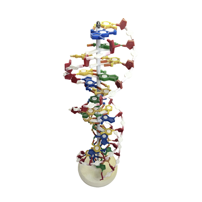 Model DNA, model podwójnej helisy DNA, model medyczny podwójnej helisy w kolorze DNA