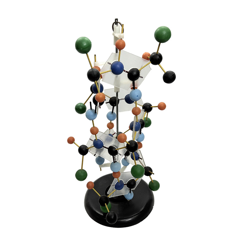 Sprzęt edukacyjny Model struktury DNA Model biologiczny 