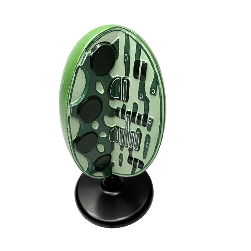 Model nauczania biologii w gimnazjum, laboratorium biologiczne, eksperyment, mikrostruktura, organelle, model chloroplastów