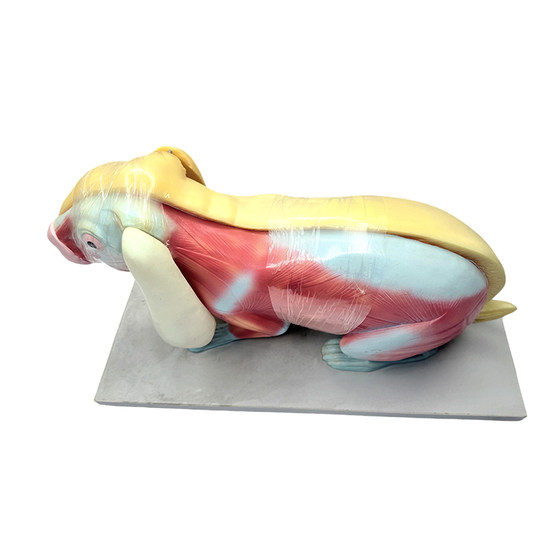 Model nauczania biologii Model anatomii królika