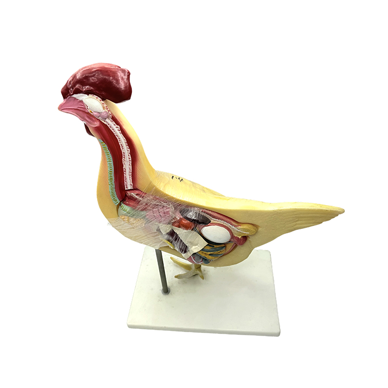 Model kurczaka, uniwersytet naturalny, nauki medyczne, biologia, model nauczania, instrument dydaktyczny, model anatomii drobiu