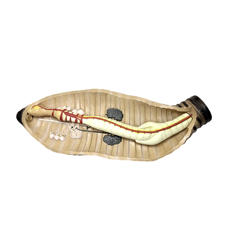 Instrument do nauczania biologii w gimnazjum i liceum Model anatomiczny dżdżownicy
