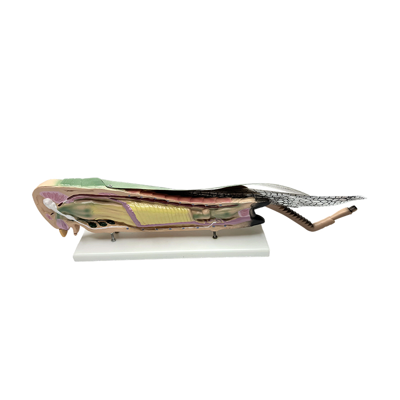 Naukowy edukacyjny model anatomiczny szarańczy