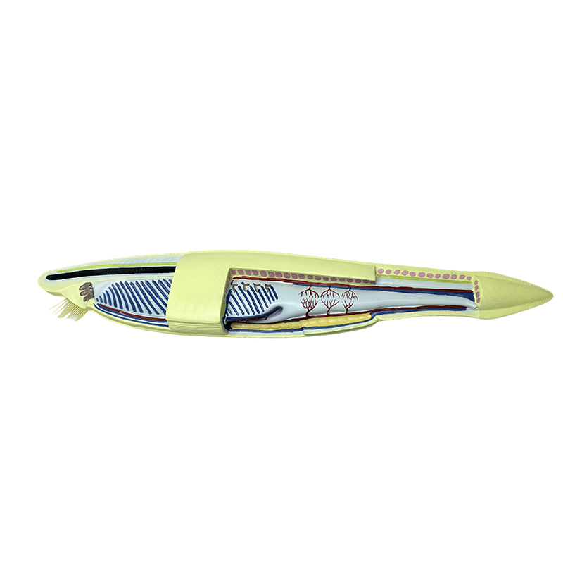 Plastikowy model ryby amphioxus do modelu biologicznego