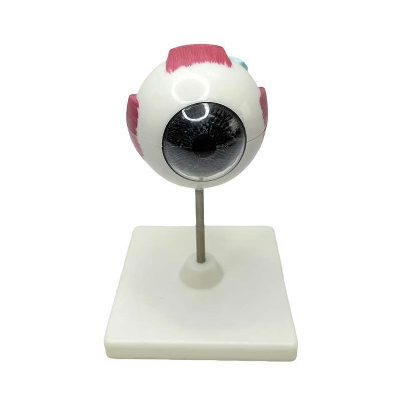 Model oka Model anatomiczny oka Medyczny instrument edukacyjny Model anatomiczny oka z 3-krotnym powiększeniem