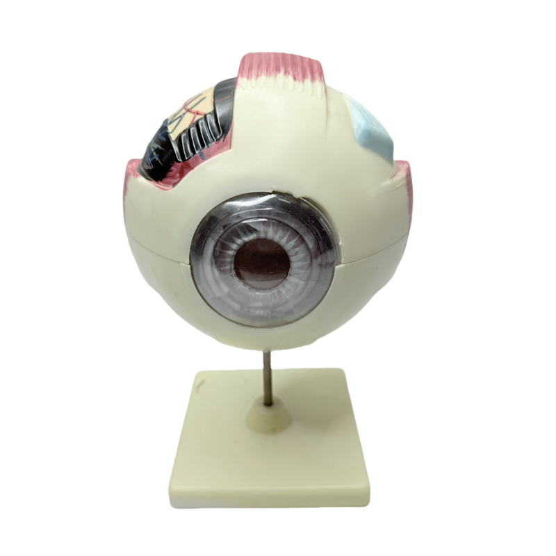 Model oka Model anatomiczny oka Medyczny instrument edukacyjny Model anatomiczny oka z 6-krotnym powiększeniem