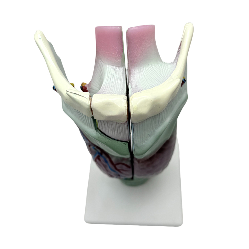 Medyczna szkoła modeli anatomicznych i szpital uczący model anatomiczny krtani