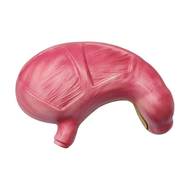 Medyczny anatomiczny ludzki układ trawienny narządy żołądek model anatomiczny