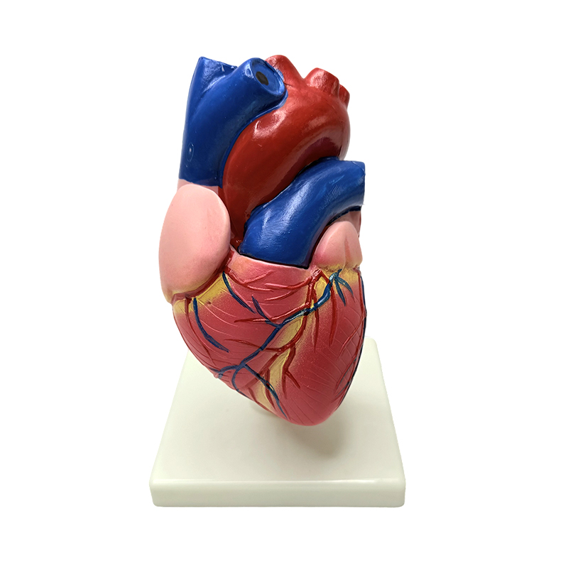 Anatomia narządów ludzkiego ciała naturalnej wielkości model struktury serca