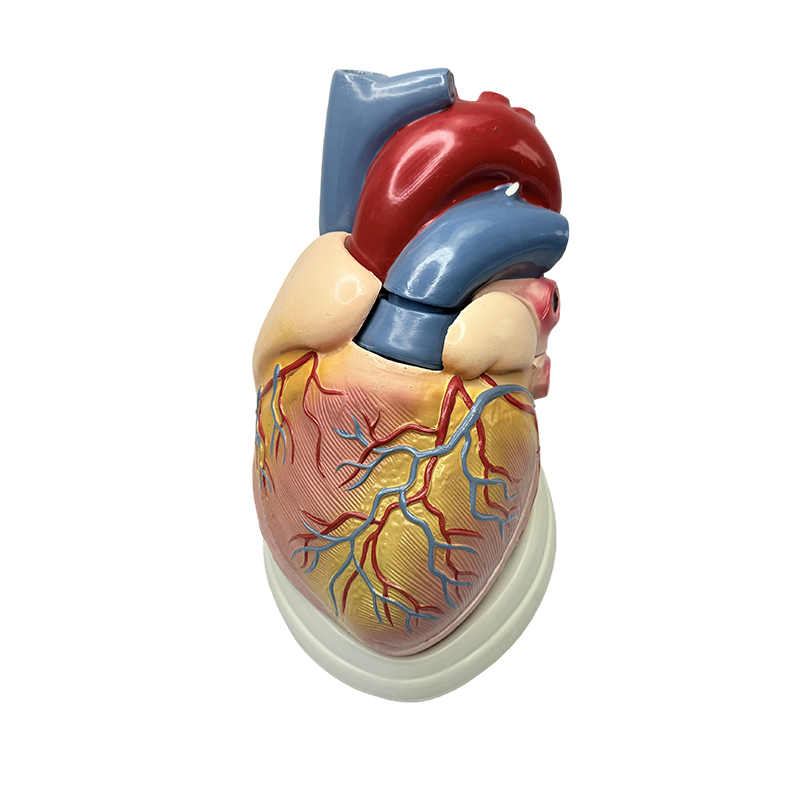 Nauczanie nauk medycznych 3X model anatomiczny model ludzkiego serca