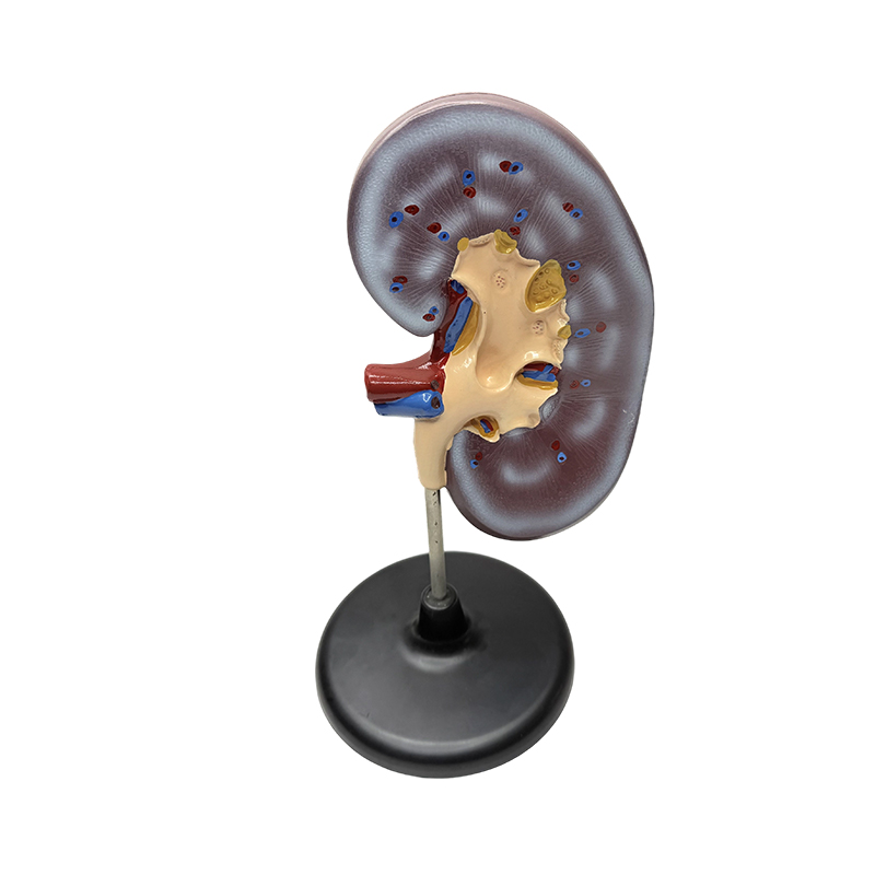 Edukacyjny model anatomiczny ludzkiej nerki