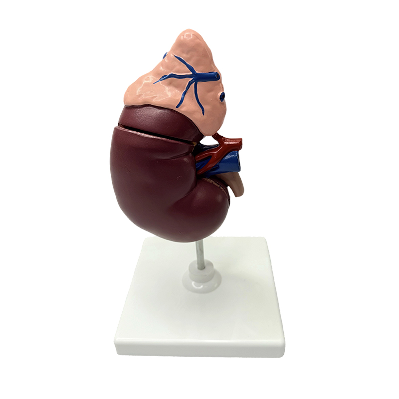 Modele nerek i nadnerczy Model anatomiczny ludzkiego ciała Model medyczny Nauczanie anatomiczne