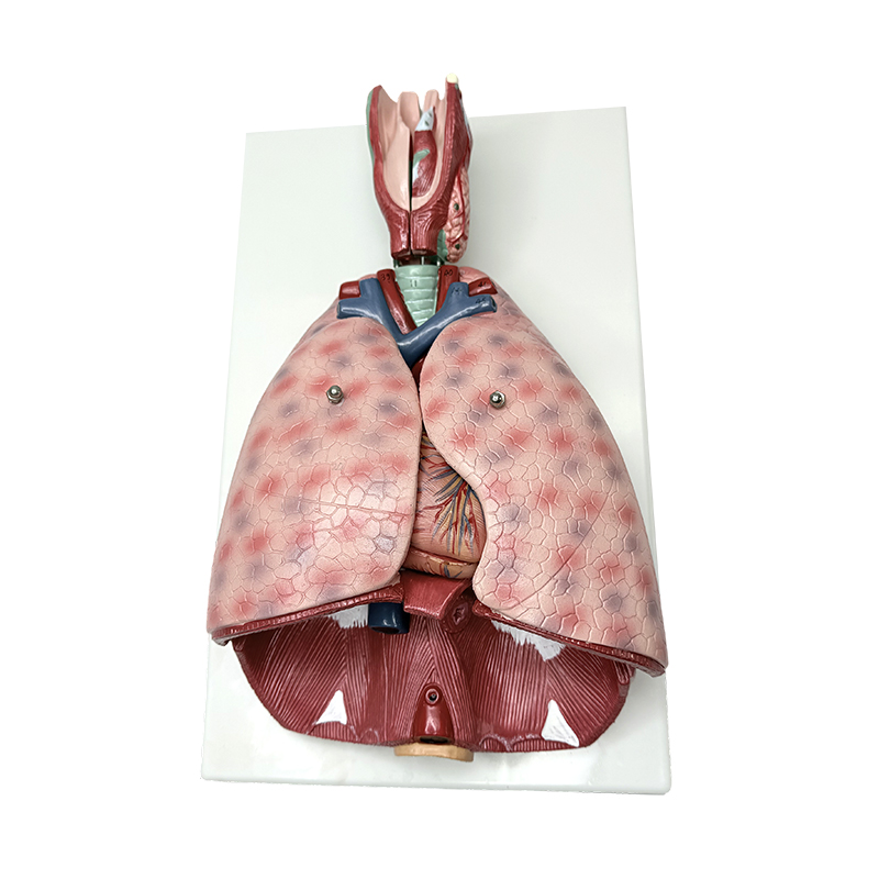 Model anatomiczny płuc z krtani (7 części) medyczny model dydaktyczny człowieka model anatomiczny człowieka