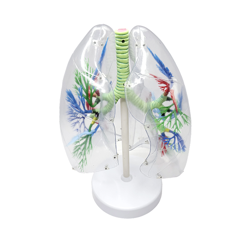 Ludzki model płuc powiększony ludzki segmentowy anatomiczny model płuc ludzkie narządy oddechowe przezroczyste modele anatomiczne