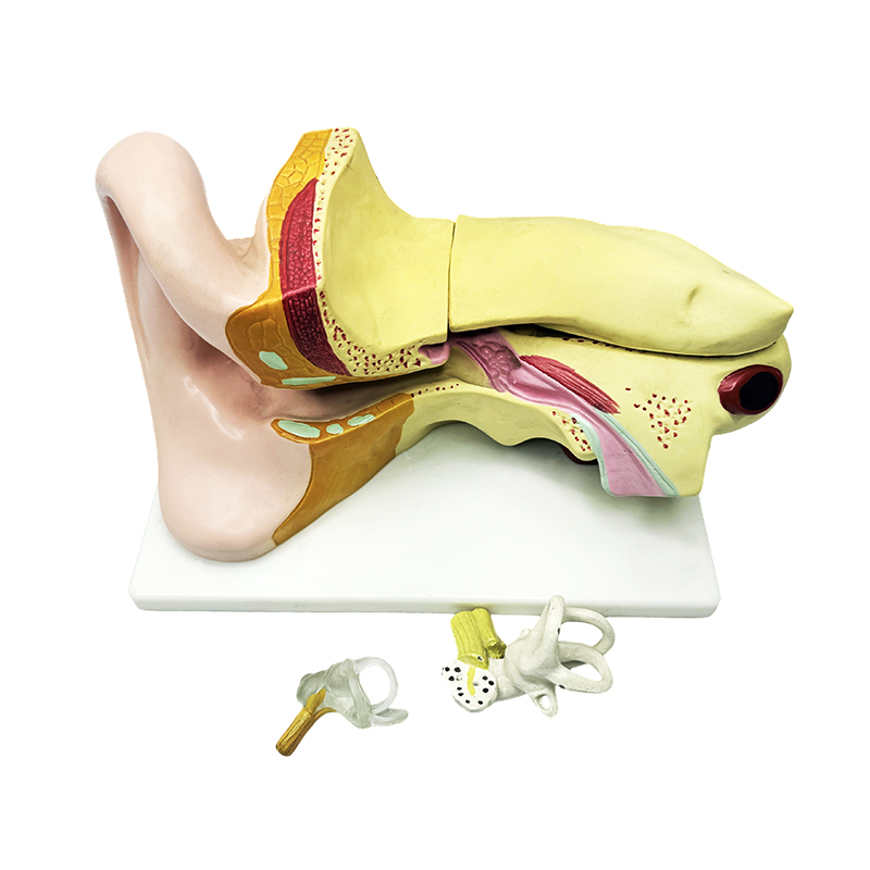Model anatomii ucha ludzkiego Model anatomii ucha Model anatomii ucha