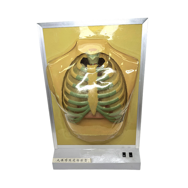 Sprzęt dydaktyczny Model narządów ludzkich Model anatomii płuc Medyczne pomoce dydaktyczne Symulator ruchu oddechowego