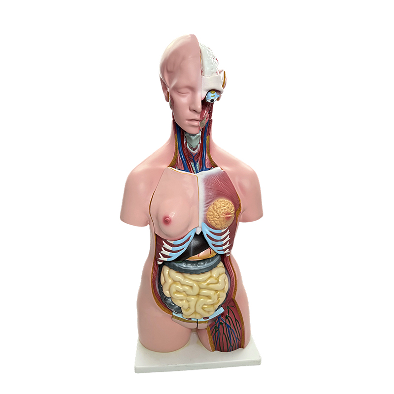 Pokaz płci człowieka, symulacja modelu tułowia narządów ludzkich, nauczanie anatomii medycznej na długości 85 cm