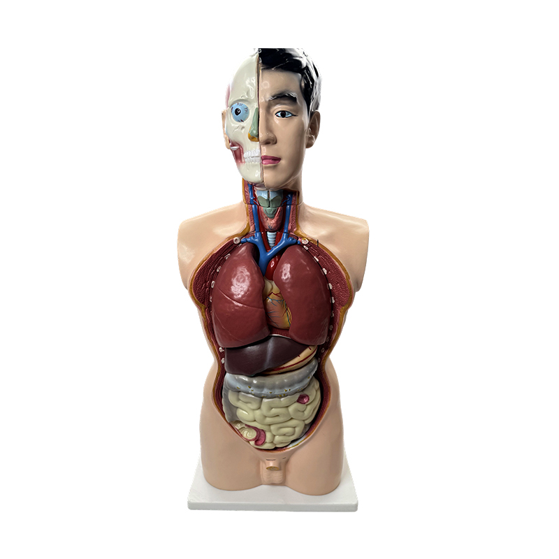 Model anatomii medycznej 85 cm model tułowia mężczyzny