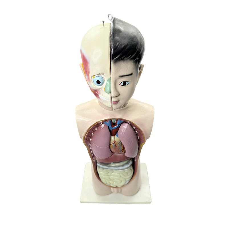 Model tułowia połowy ciała ludzkiego nastolatka 65 cm anatomiczny model tułowia z biologii medycznej