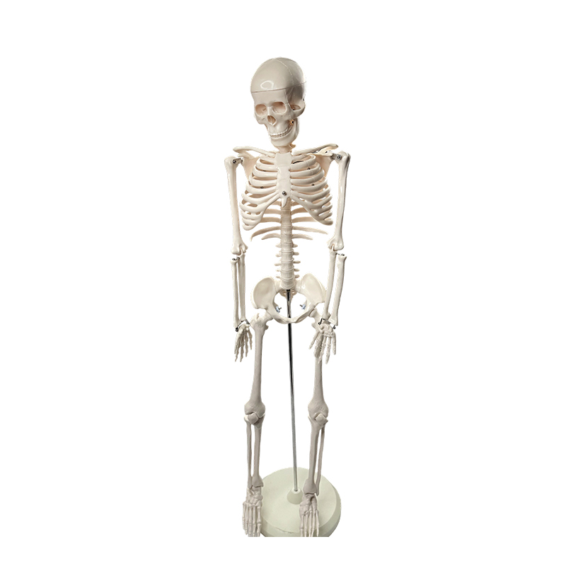 Model szkieletu człowieka 85 cm