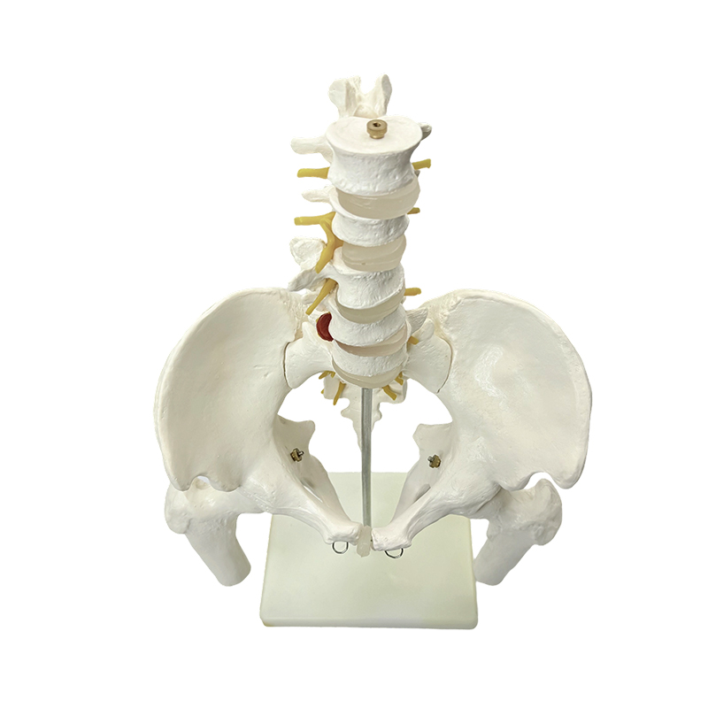 Nauczanie medyczne modelu anatomii kości miednicy człowieka