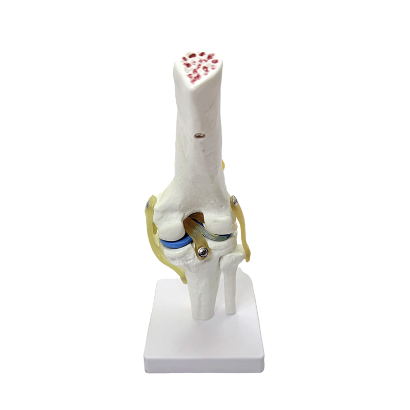 Model anatomiczny naturalny duży model anatomiczny kolana model stawu kolanowego