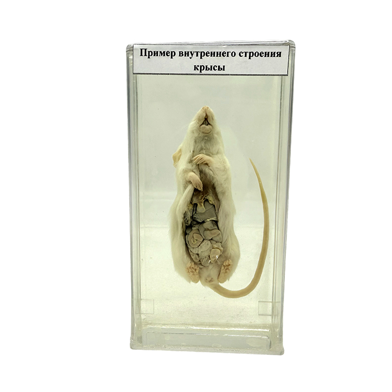 Próbka anatomiczna szczura