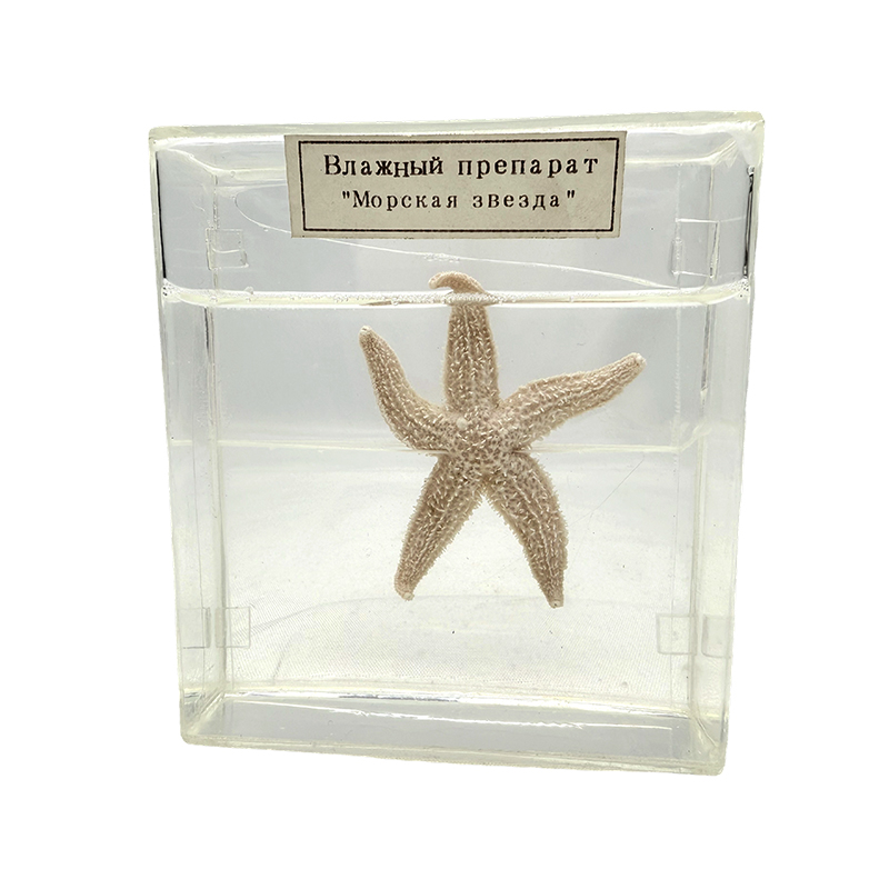 Próbka biologiczna gwiazdy morskiej